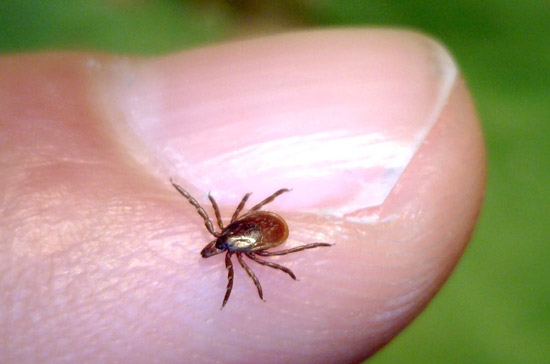 tick control services sussex county nj