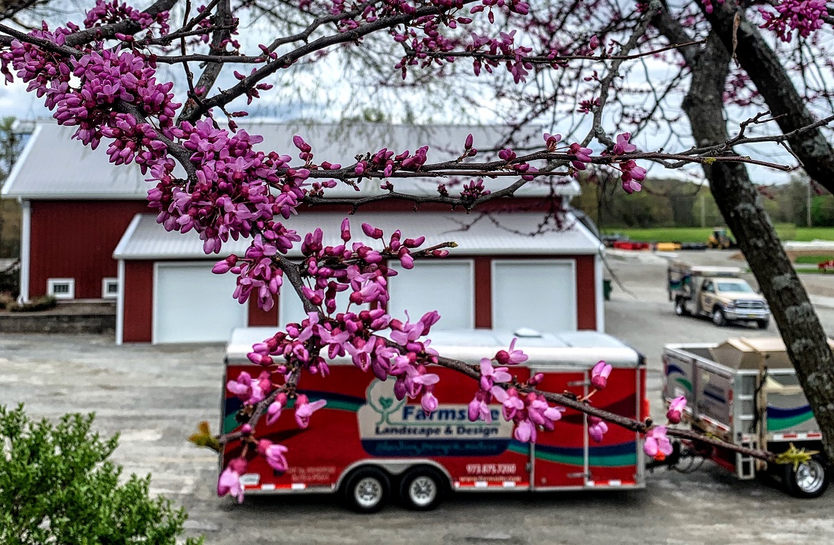 Cherry Blossom Trees - Farmside Landscape & Design