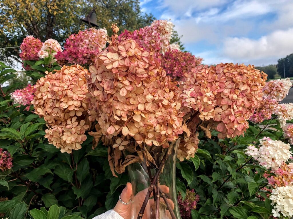 How to Dry Hydrangea Blooms for Long Lasting Blooms - Farmside Landscape & Design