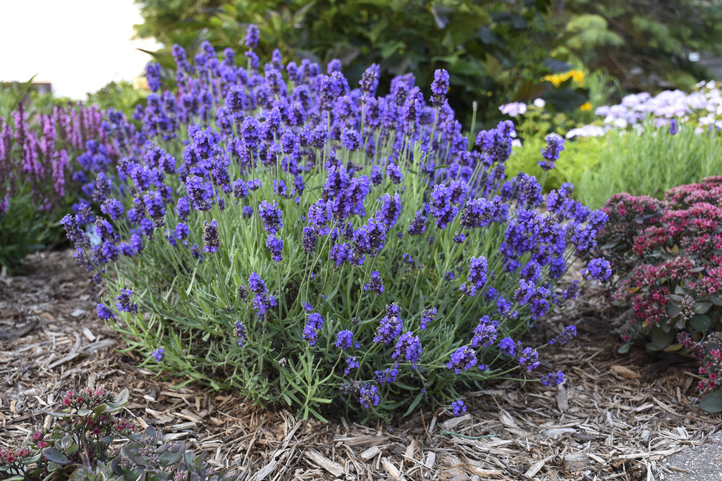 Lavender - Farmside Landscape & Design
