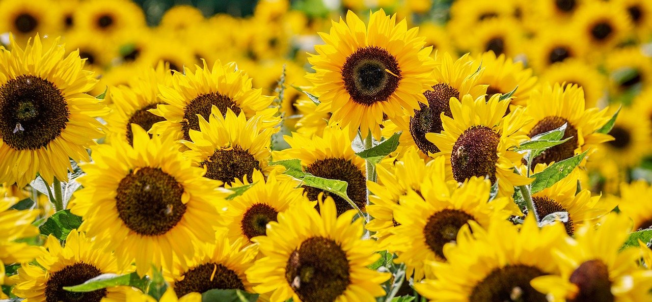 Sunflowers - Farmside Landscape & Design