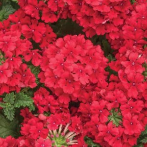 Superbena Red Verbena Hybrid - Red Monochromatic Garden