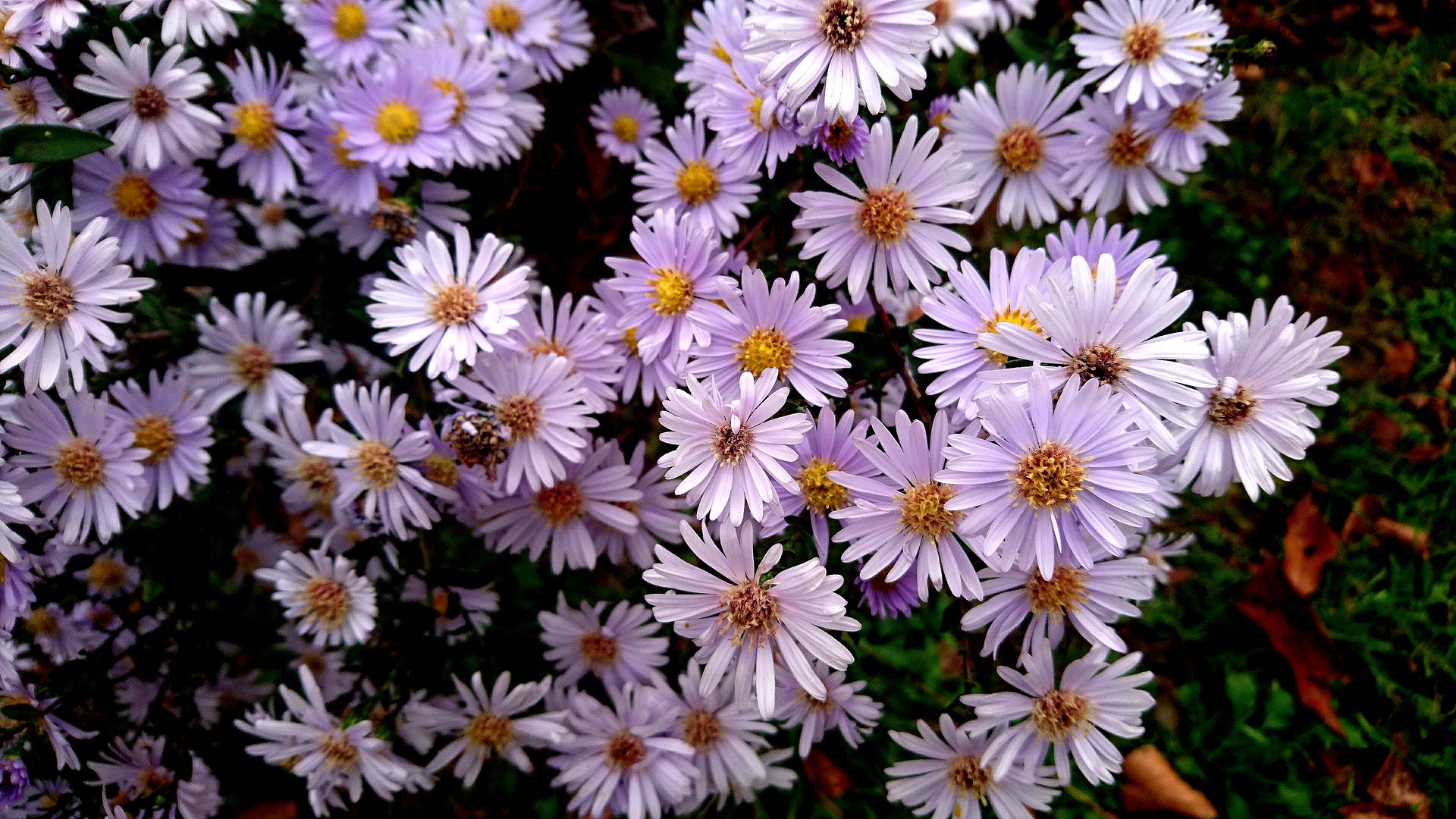 Asters - The Perfect Fall Flower - Farmside Landscape & Design
