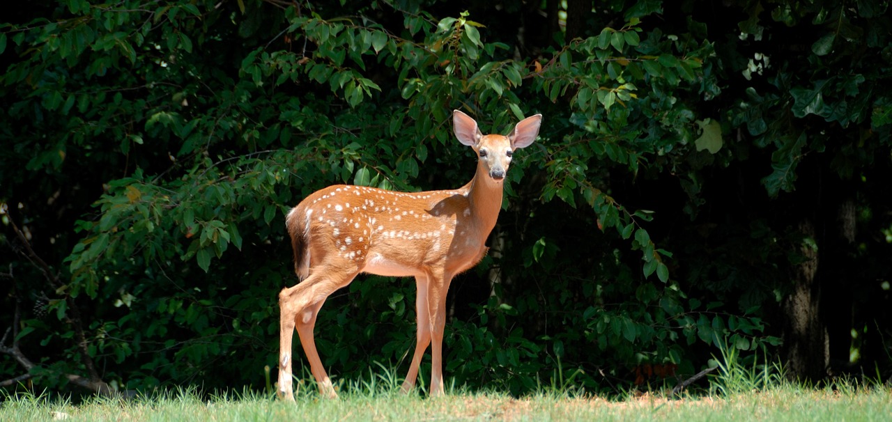 How to Keep Deer Away From My Plants - Farmside Landscape & Design