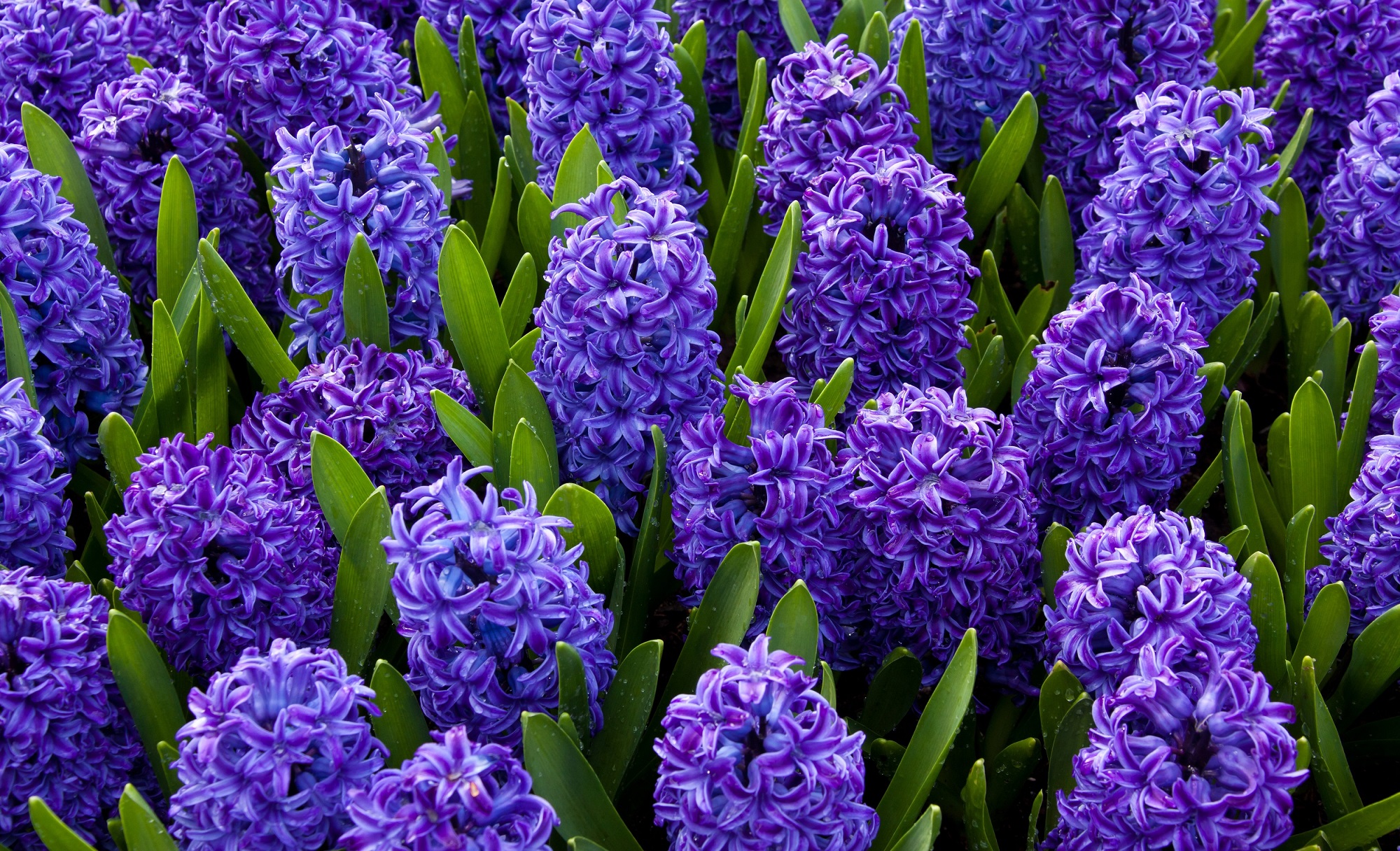 Hyacinths - Farmside Landscape & Design