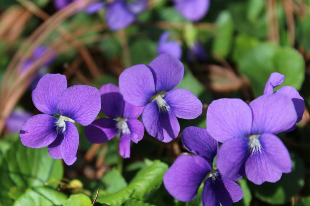 New Jersey State Flower Common Meadow (Blue) Violet - Farmside Landscaep & Design