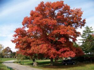 Northern Red Oak Tree - Farmside Landscape & Design