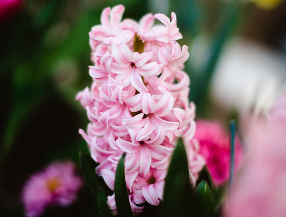 Pink Hyacinths - Farmside Landscape & Design