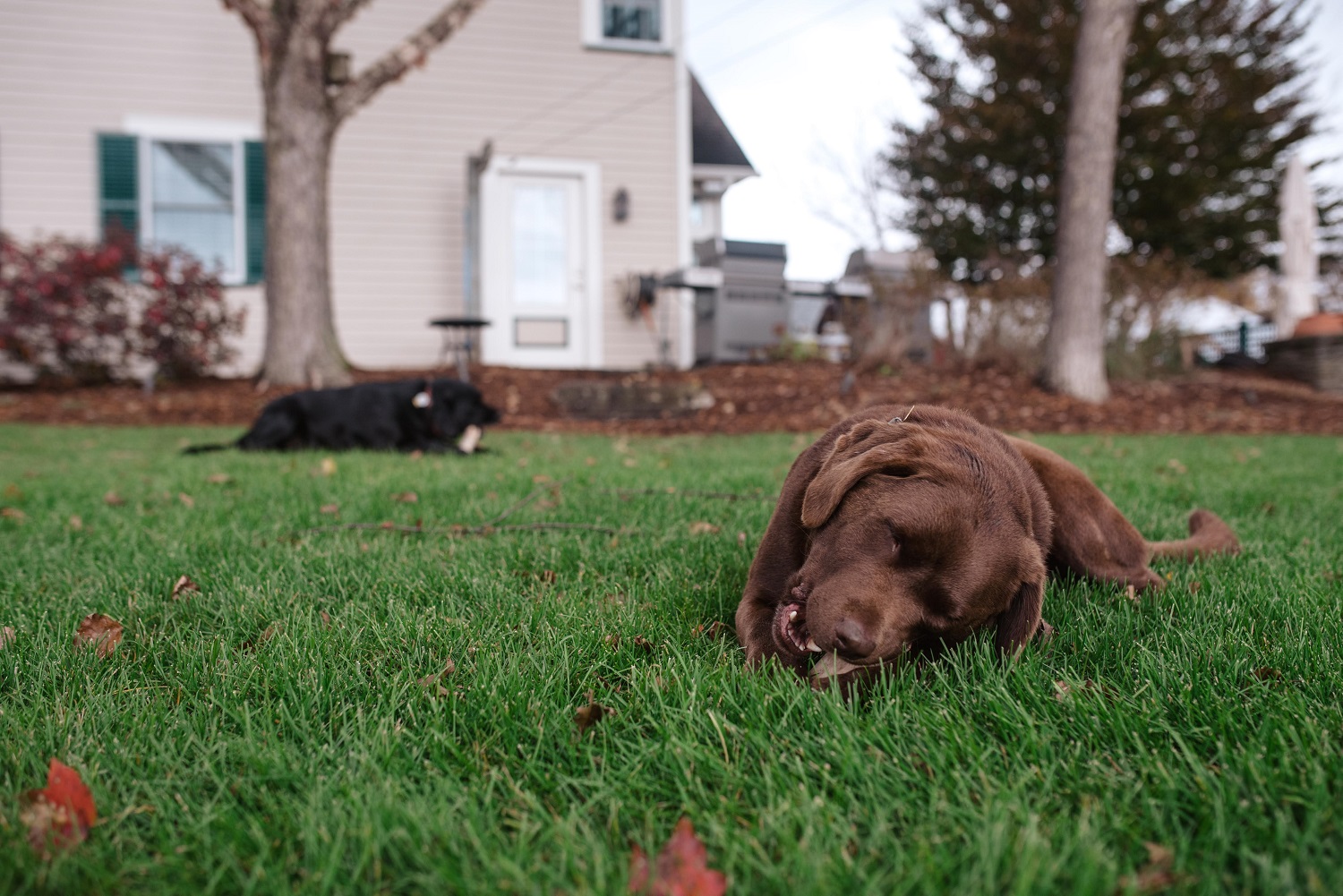 Protecting My Lawn From Pets - Farmside Landscape & Design
