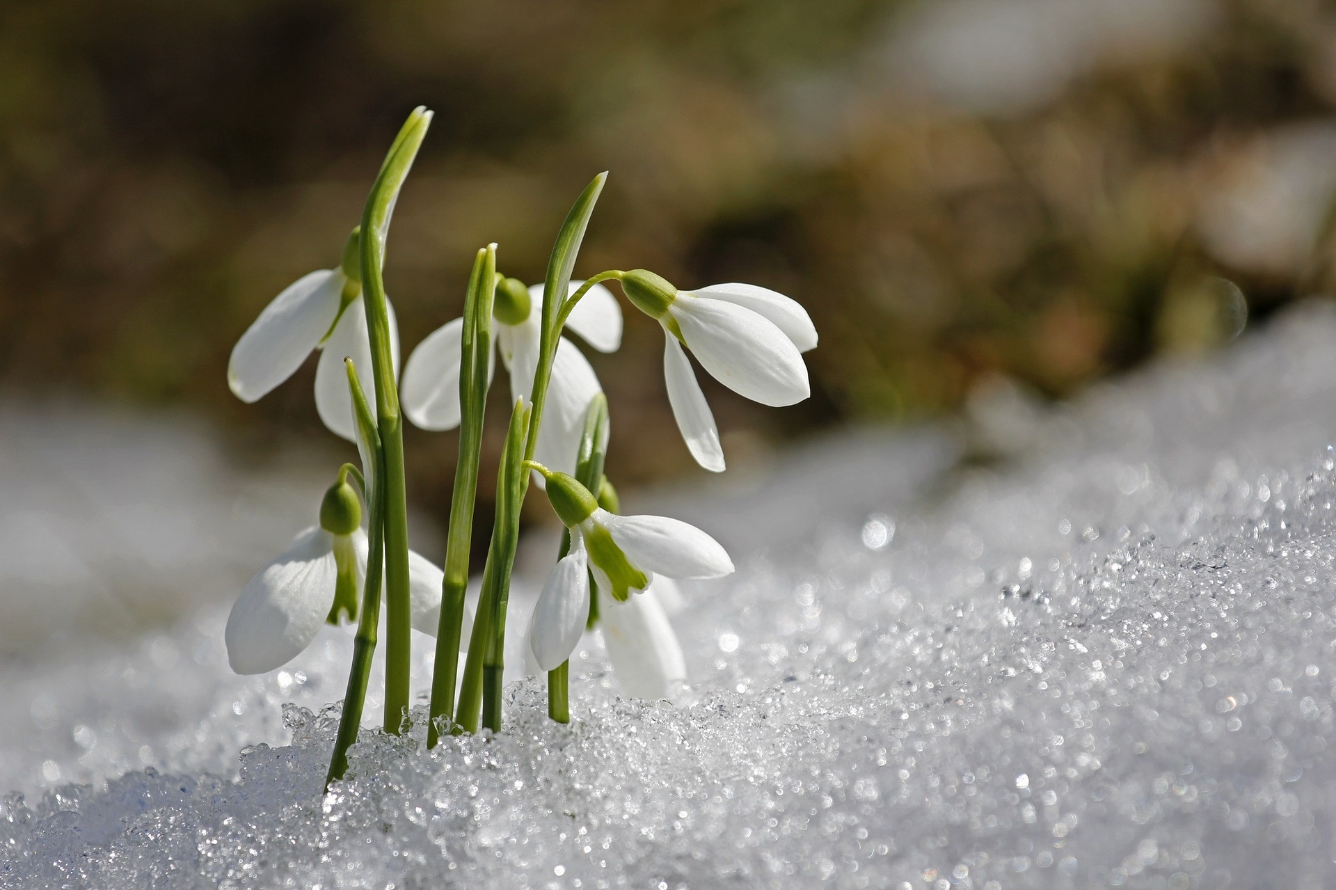 Snowdrop Flower Bloom - Farmside Landscape & Design
