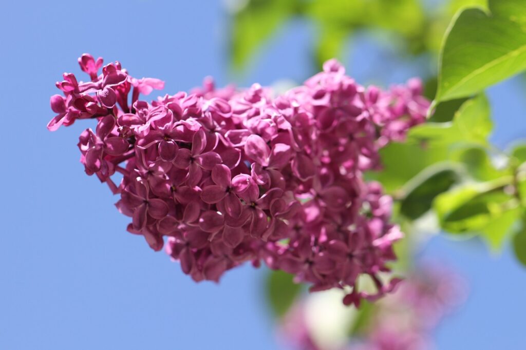 Tips for Beautiful Lilacs - Farmside Landscape & Design