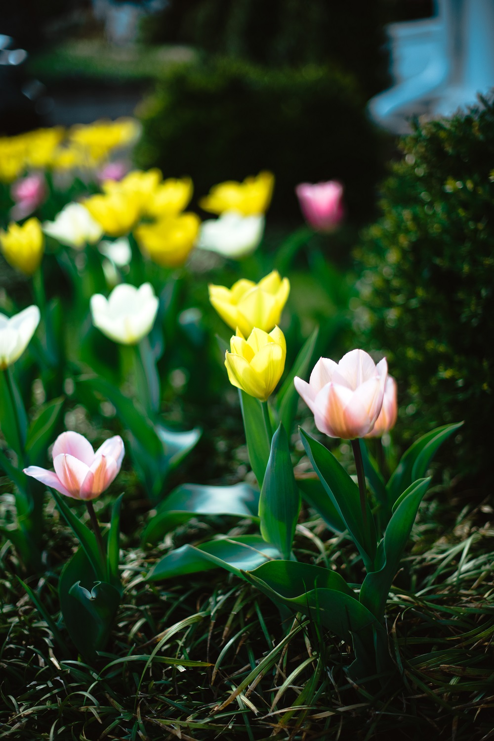 Tulips in a Garden - Farmside Landscape & Design