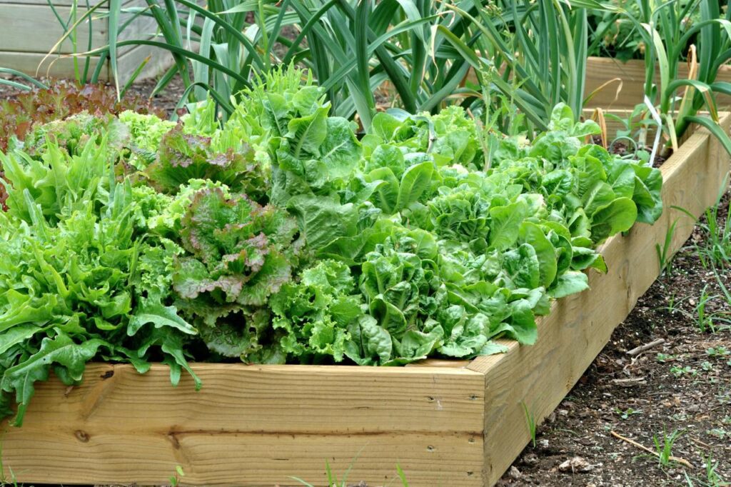Vegetable Container Garden - Farmside Landscape & Design