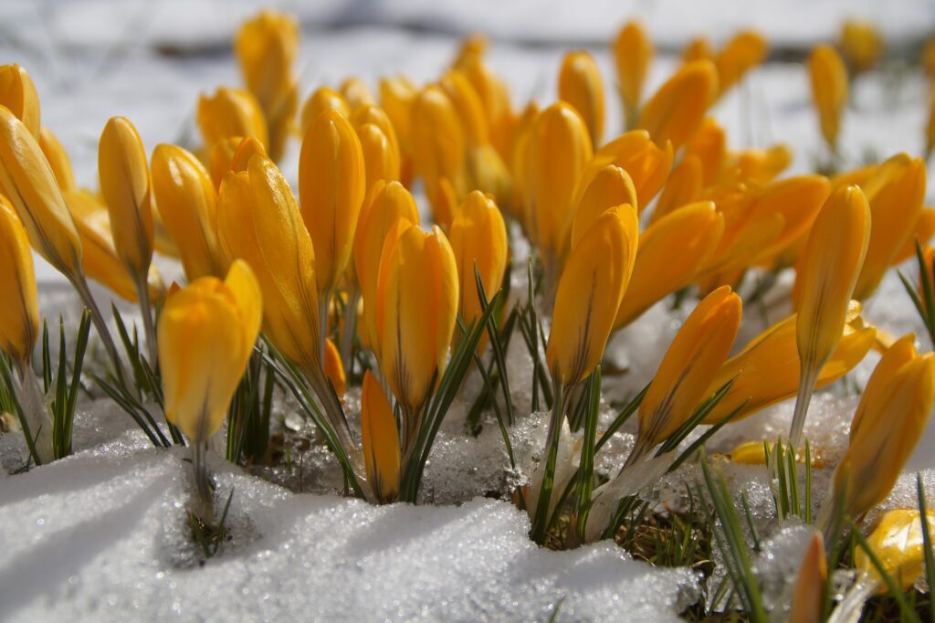 Yellow Crocus in Snow | Farmside Landscape & Design