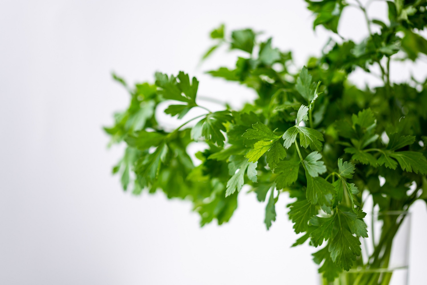 Parsely Herbs for Growing an Indoor Herb Garden - Farmside Landscape & Design