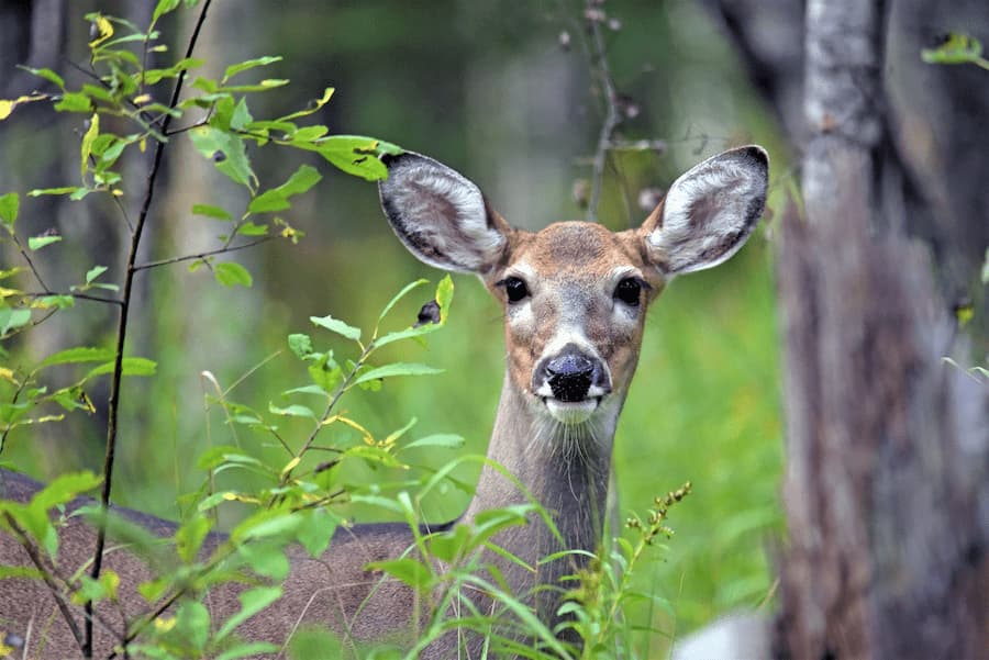 deer control sussex county nj farmside landscape