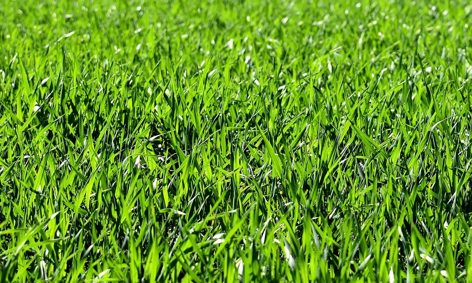 Healthy Grass - What To Look For When You Have Trouble With Your Lawn - Farmside Landscape & Design