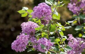 Bloomerang Purple Reblooming Lilac - Farmside Landscape & Design