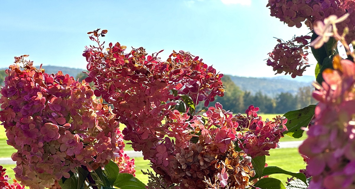 Fall Gardening Hydrangea - Farmside Landscape & Design