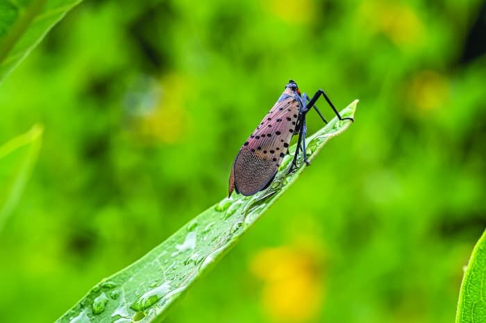 spotted lantern fly treatment sussex county nj