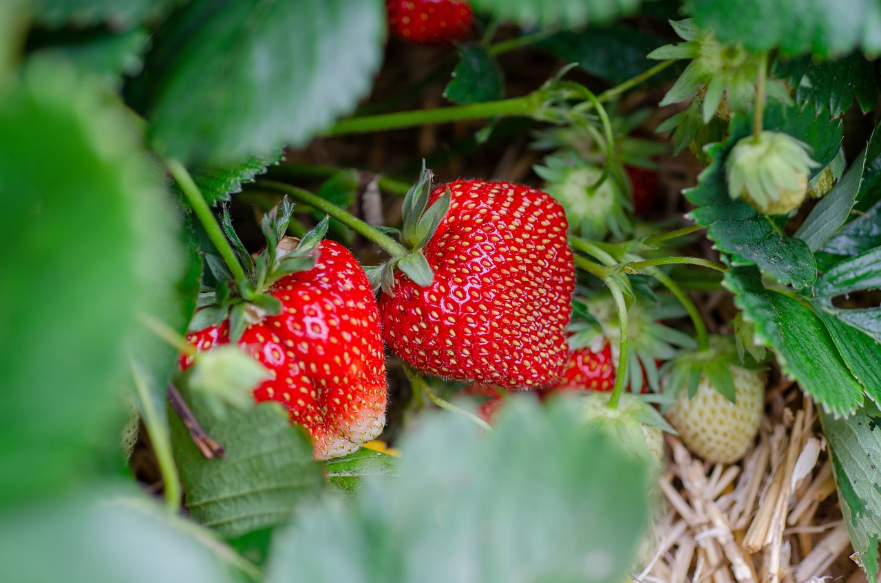 Strawberries - Farmside Landscape & Design
